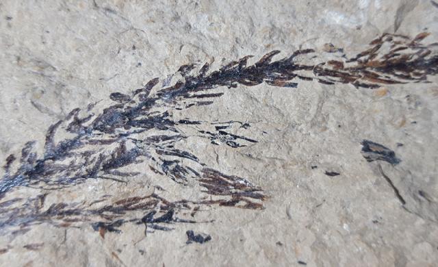 Doliostrobus taxiformis KVACEK 1971 - Bild © FossNet FossilienStore